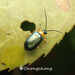 Arthrotus chinensis - Photo (c) 虫虫,  זכויות יוצרים חלקיות (CC BY-NC), הועלה על ידי 虫虫