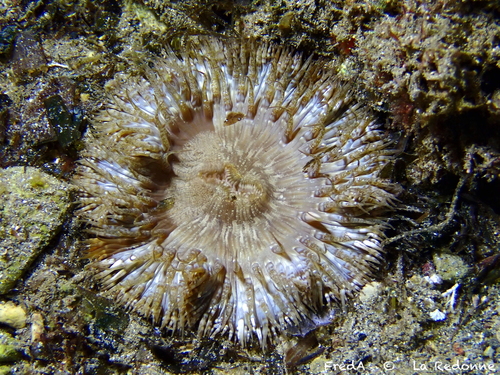 Daisy Anemone, photo 3 of 8