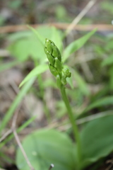 Platanthera hookeri