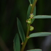 Phyllanthus hyssopifolioides - Photo (c) Robin Heymans, algunos derechos reservados (CC BY-NC), subido por Robin Heymans
