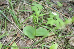 Platanthera hookeri