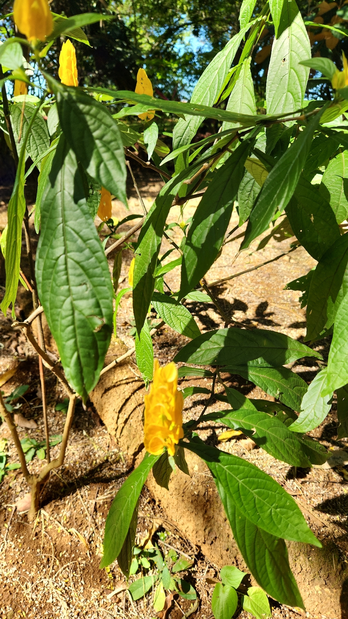 Imagem de Língua-de-sogra