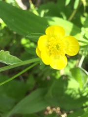 Ranunculus hispidus