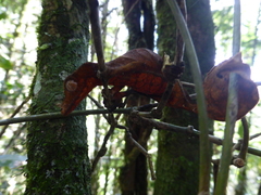 Uroplatus phantasticus