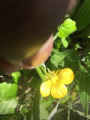 Ranunculus hispidus