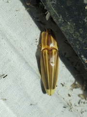 Semiotus ligneus image