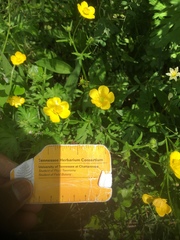 Ranunculus hispidus