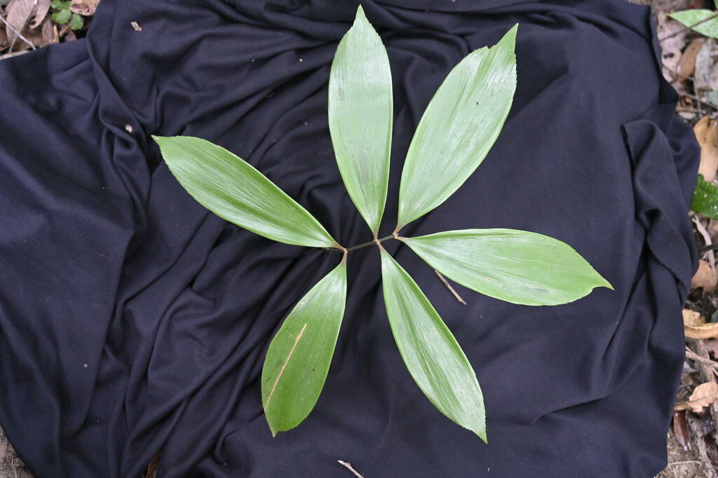Zamia orinoquiensis
