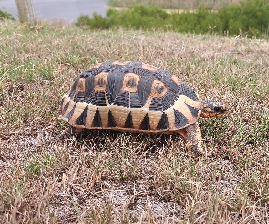 Angulate Tortoise from Die Voor Bay, Mossel Bay, 6506, South Africa on ...