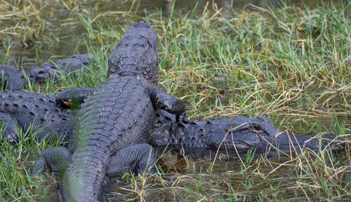 American alligator