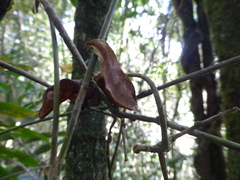 Uroplatus phantasticus