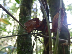 Uroplatus phantasticus