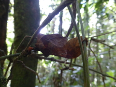 Uroplatus phantasticus