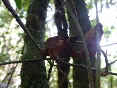 Uroplatus phantasticus