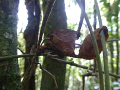 Uroplatus phantasticus