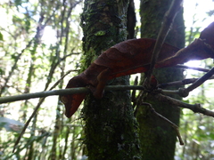 Uroplatus phantasticus