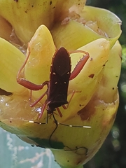 Leptoscelis quadrisignatus image