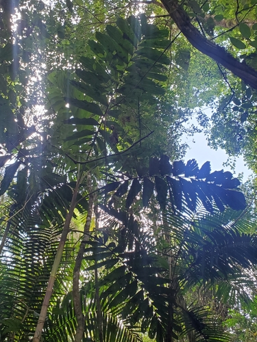 Foto de Palmeira-rabo-de-peixe