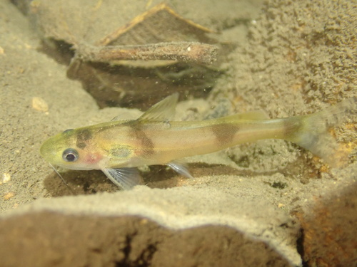 Tiger bagrid (Batasio tigrinus) — Bagridae