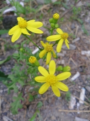 Senecio vernalis
