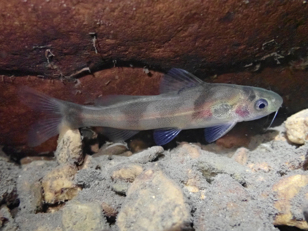 Laos Tiger Catfish