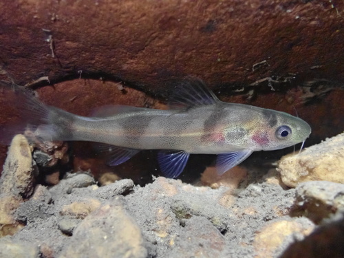 Tiger bagrid (Batasio tigrinus) — Bagridae — 3