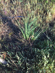 Iris longipetala