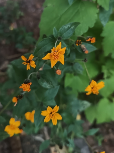 Annual bush sunflower (Simsia lagasceiformis)