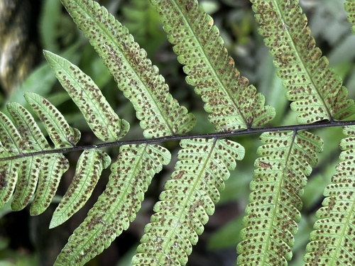 Christella subpubescens observed 2024-01-16