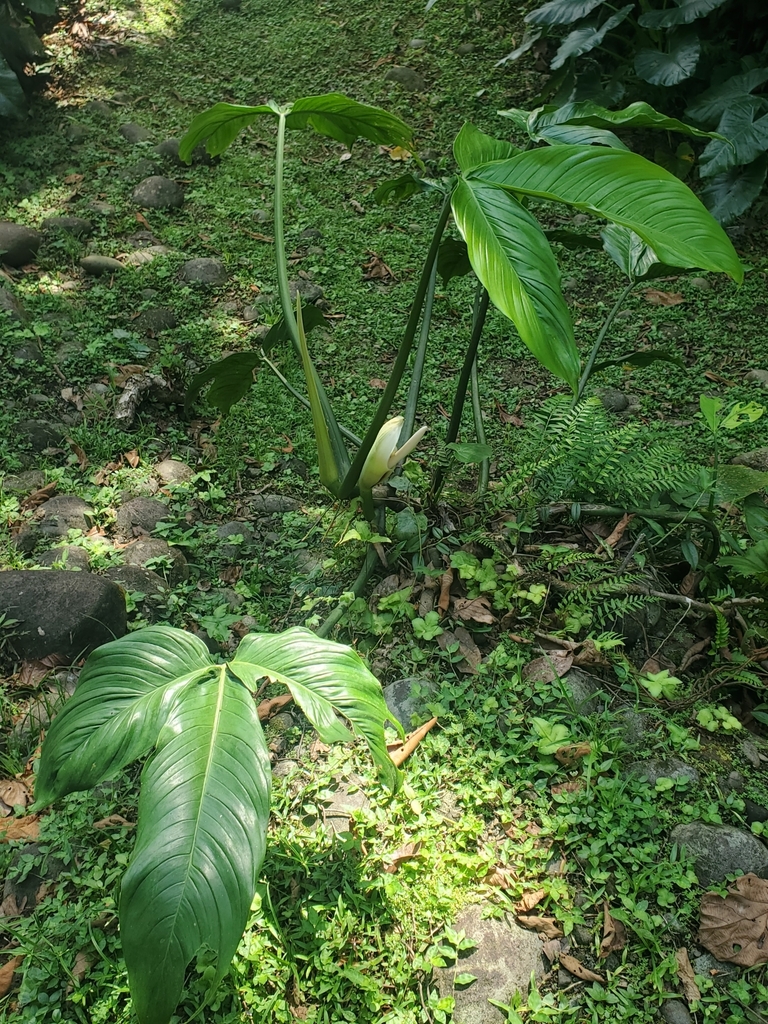 philodendron cardinal black Philodendron Black Cardinal Variegated 4.5'' main image 0