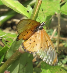 Acraea neobule neobule