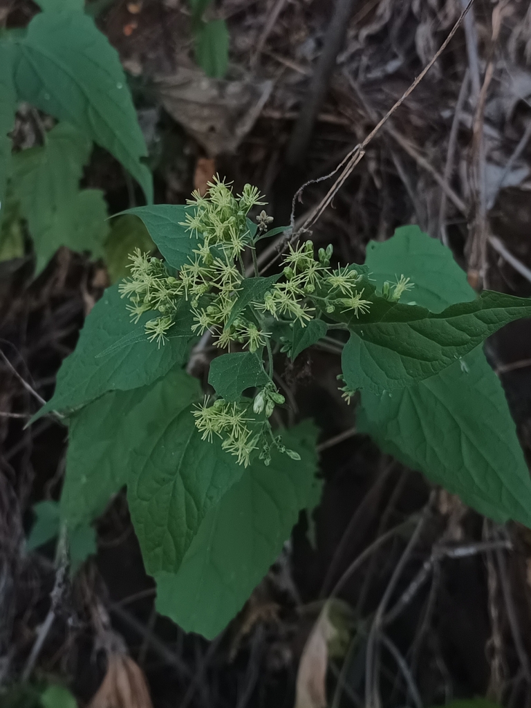 Kyrsteniopsis nelsonii