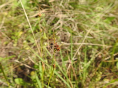 Rhynchospora harveyi