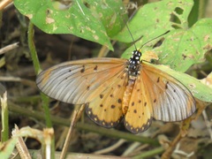 Acraea neobule neobule