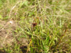 Rhynchospora harveyi