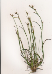 Rhynchospora harveyi