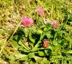 Trifolium vesiculosum