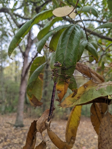 Common Green Darner