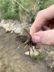 Cambarus carinirostris