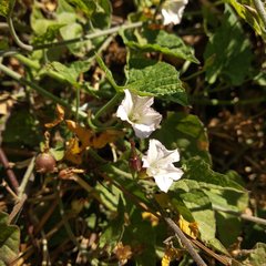 Convolvulus crenatifolius