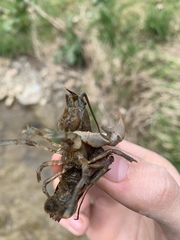 Cambarus carinirostris