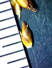 Rhynchospora harveyi