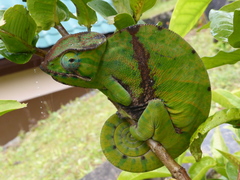 Furcifer balteatus