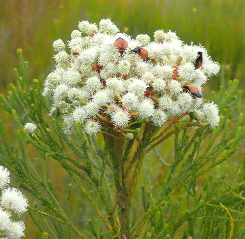 Image of Berzelia intermedia by (c) Nicola van Berkel, some rights reserved (CC BY-SA)