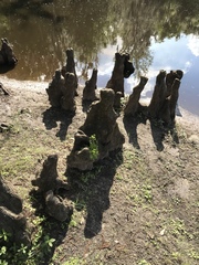 Taxodium distichum image