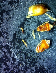 Rhynchospora harveyi