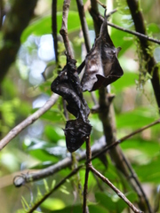 Uroplatus phantasticus
