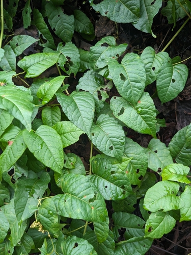 American buckwheat vine (Brunnichia ovata)