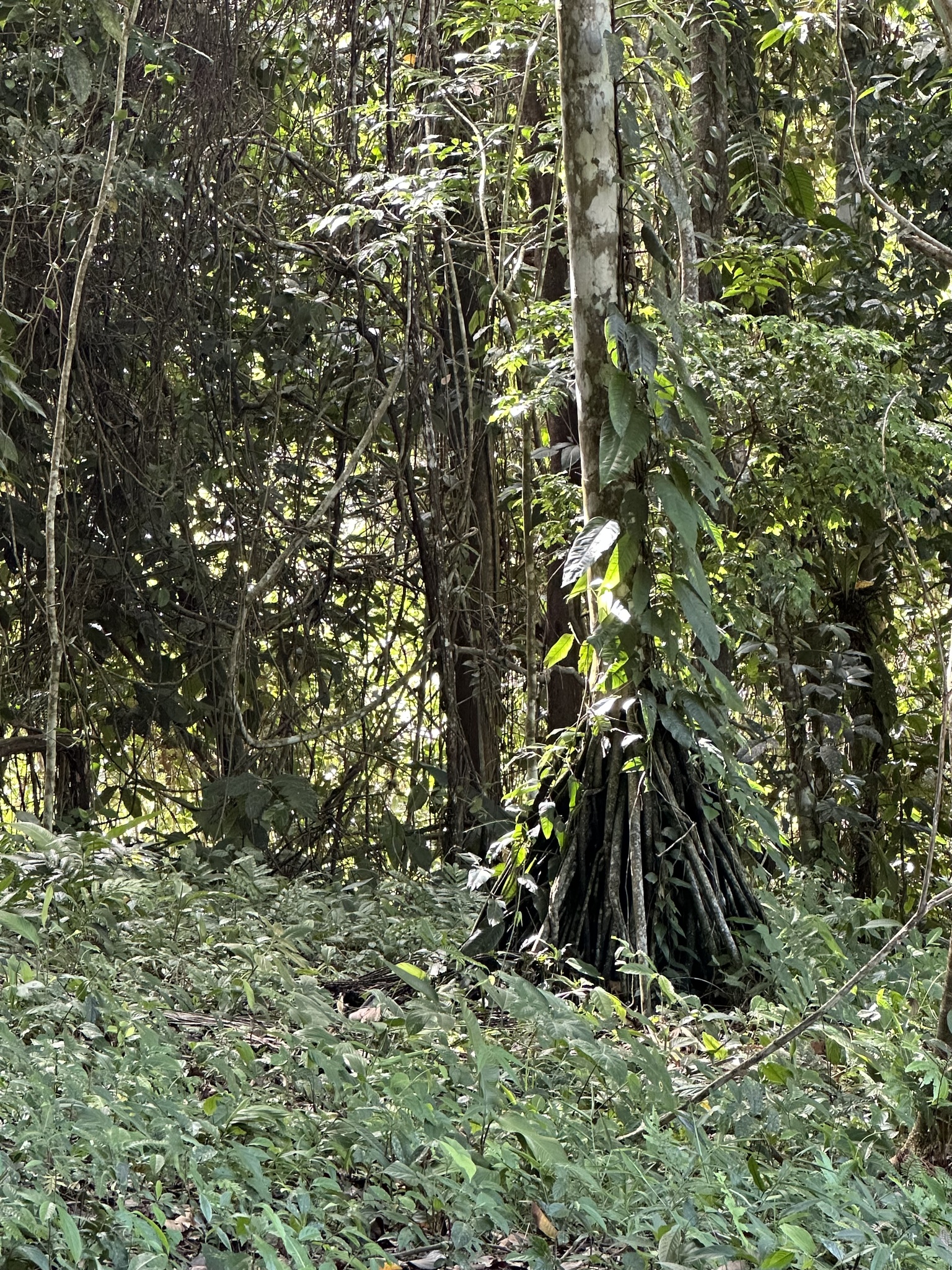 Imagem de Palmeira-rabo-de-peixe