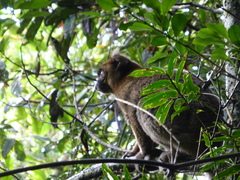 Prolemur simus